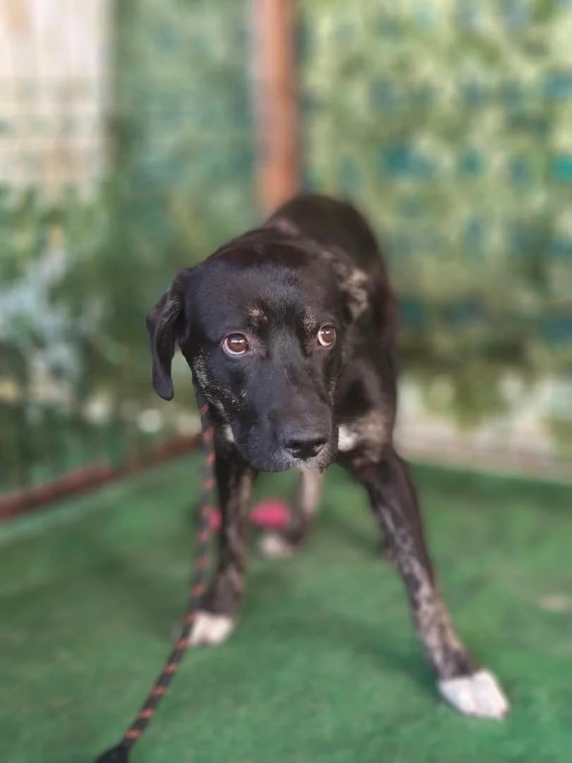 Câine, Negru male puppy Mixed Breed for adoption at ASPA București — Catalog Câini