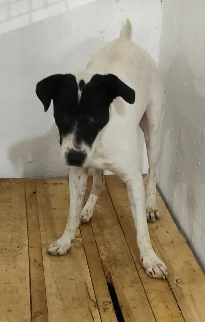 Phoenix, Alb male Mixed Breed for adoption at ASPA București — Catalog Câini