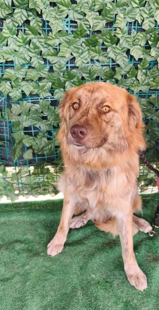 Scout, Roșcat male young Mixed Breed for adoption at ASPA București — Catalog Câini