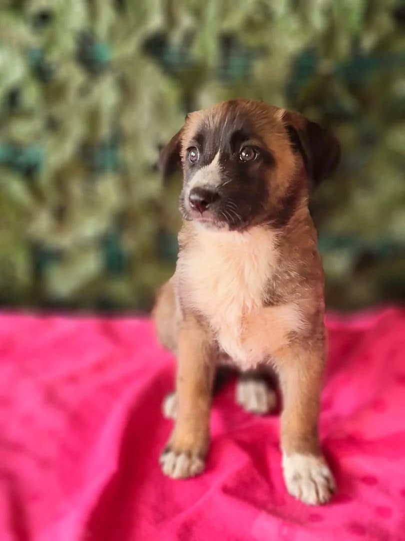Iris, Maro female puppy Mixed Breed for adoption at ASPA București — Catalog Câini