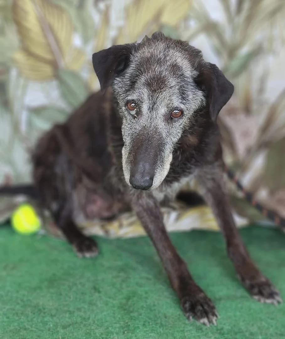 Nora, Negru female senior Mixed Breed for adoption at ASPA București — Catalog Câini