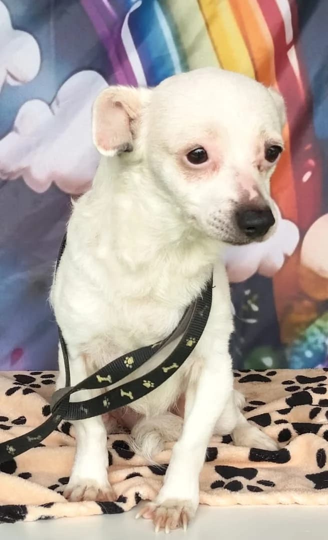 Lola, Alb female 7yo Mixed Breed for adoption at ASPA București — Catalog Câini