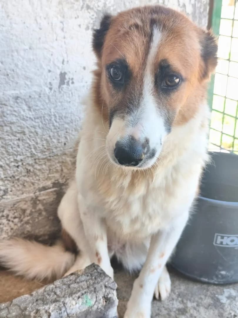 Câine, Alb female young Mixed Breed for adoption at ASPA București — Catalog Câini