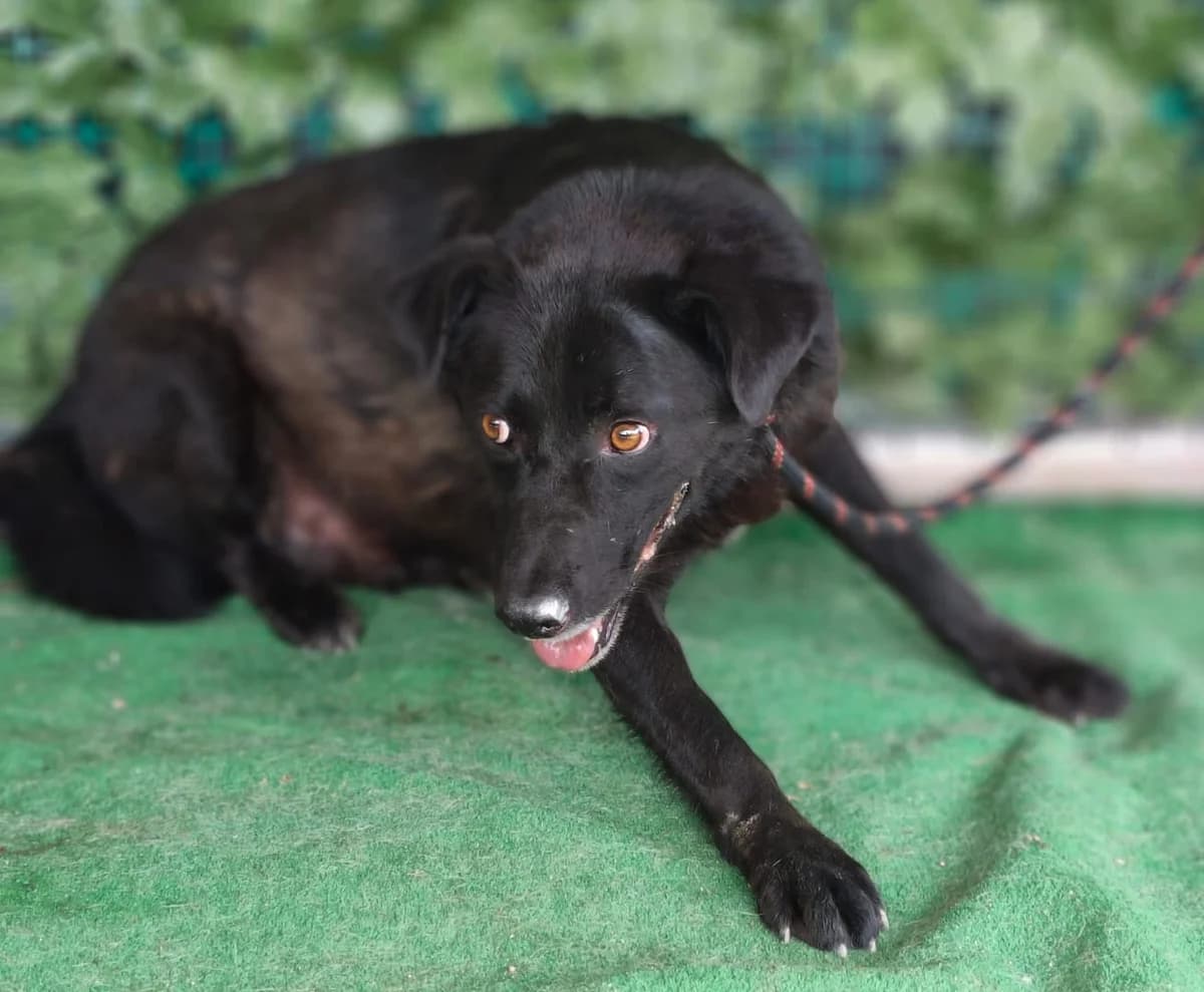 Câine, Negru male 6yo Mixed Breed for adoption at ASPA București — Catalog Câini