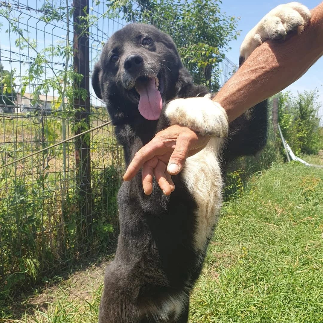 Câine, Negru male 5yo Mixed Breed for adoption at ASPA București — Catalog Câini