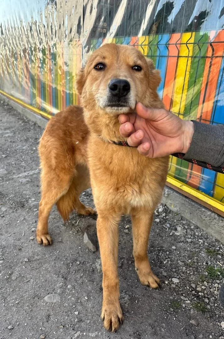 Câine, Roșcat male senior Mixed Breed for adoption at ASPA București — Catalog Câini