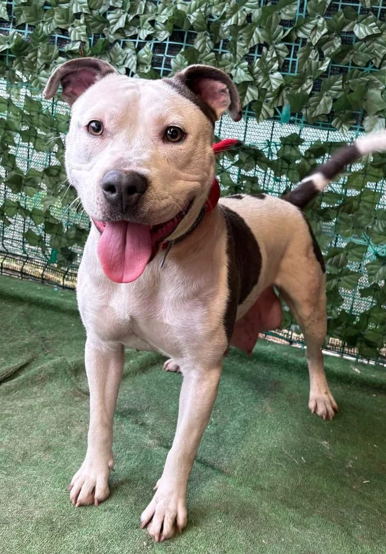 Mura, Alb female 4yo Mixed Breed for adoption at ASPA București — Catalog Câini