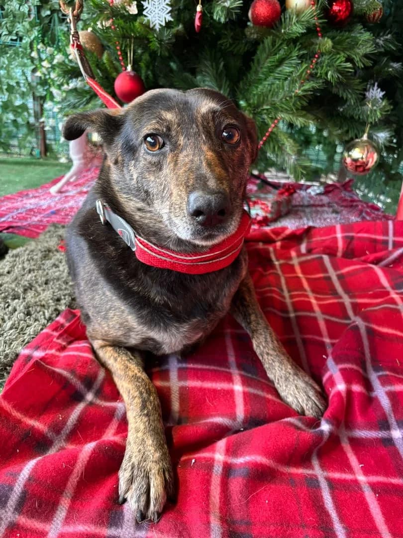Vera, Tigrat female 4yo Mixed Breed for adoption at ASPA București — Catalog Câini