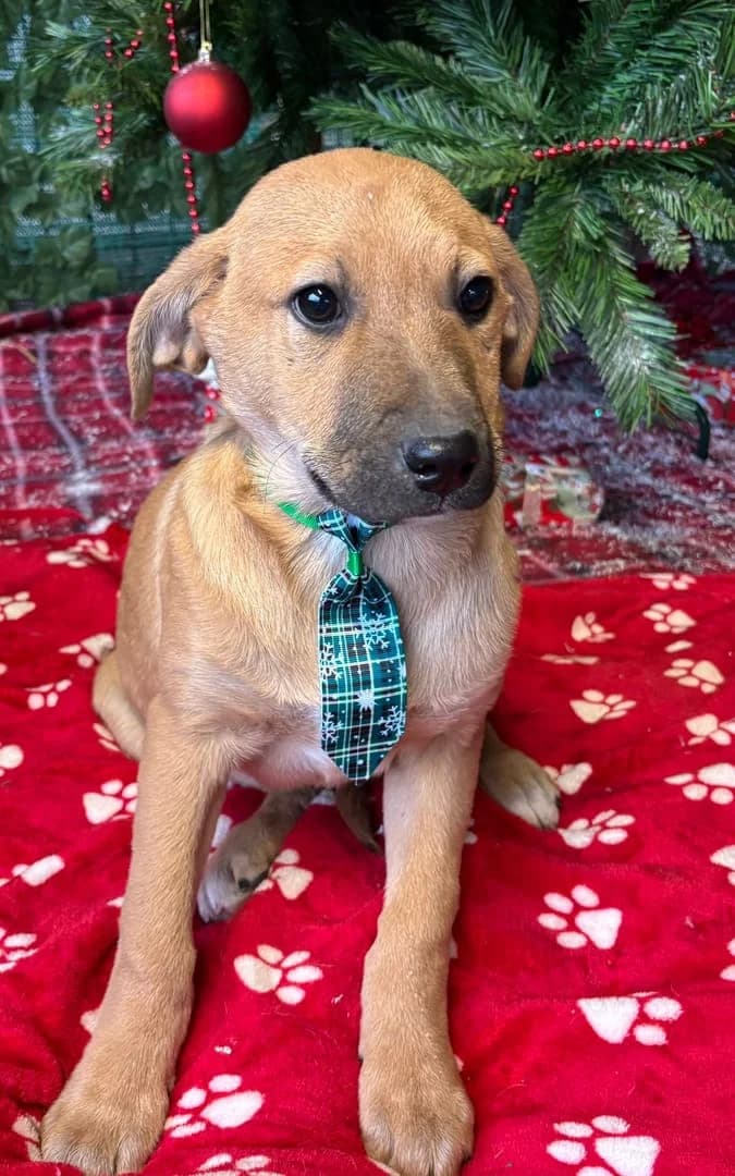 Bandit, Bej male puppy Mixed Breed for adoption at ASPA București — Catalog Câini