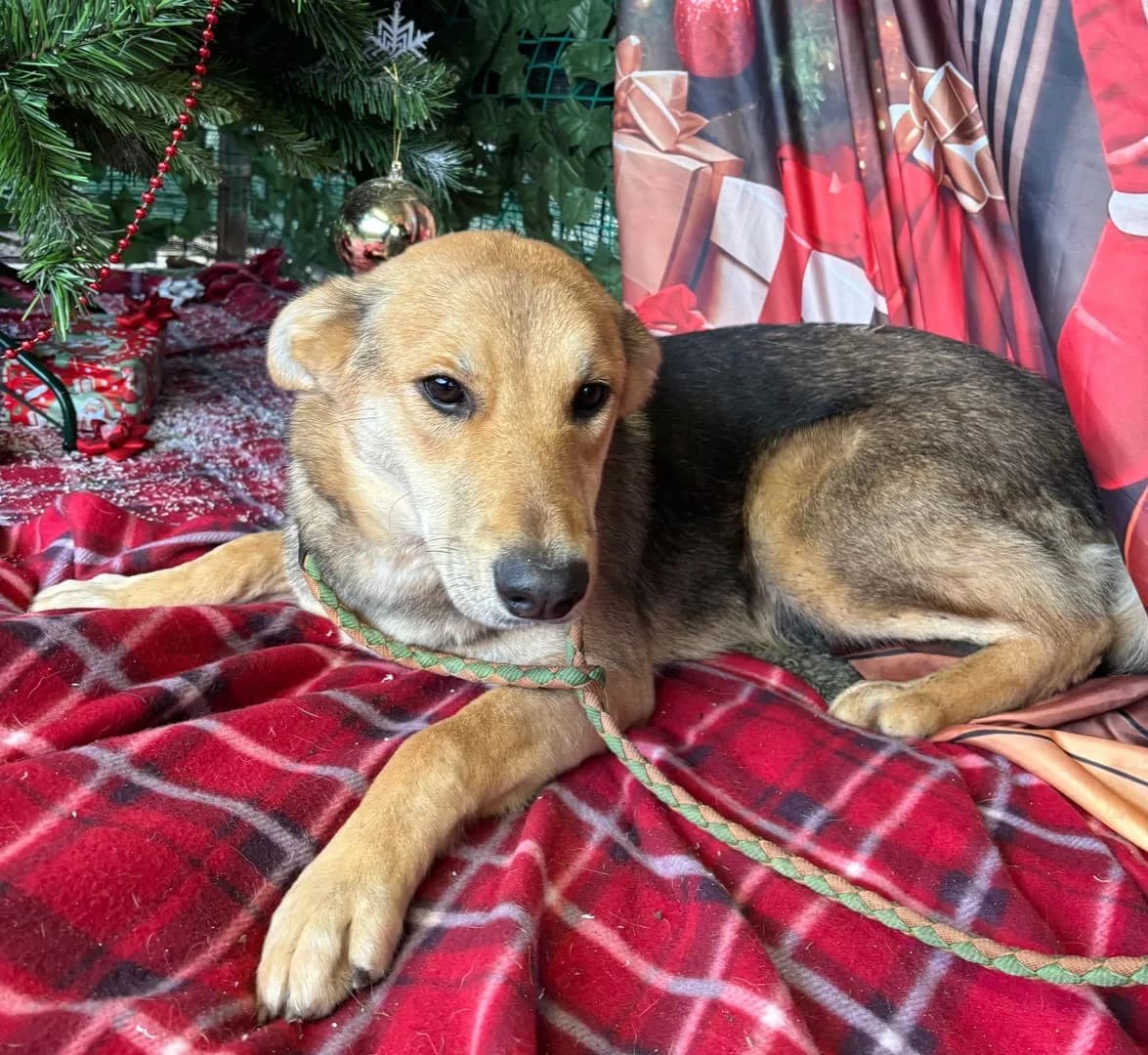 Maggie, Bej female 4yo Mixed Breed for adoption at ASPA București — Catalog Câini