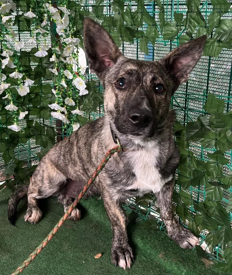 Aria, Tigrat female 5yo Mixed Breed for adoption at ASPA București — Catalog Câini