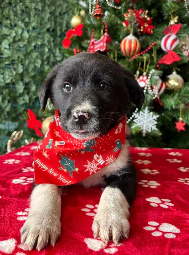 Roxy, Negru female puppy Mixed Breed for adoption at ASPA București — Catalog Câini