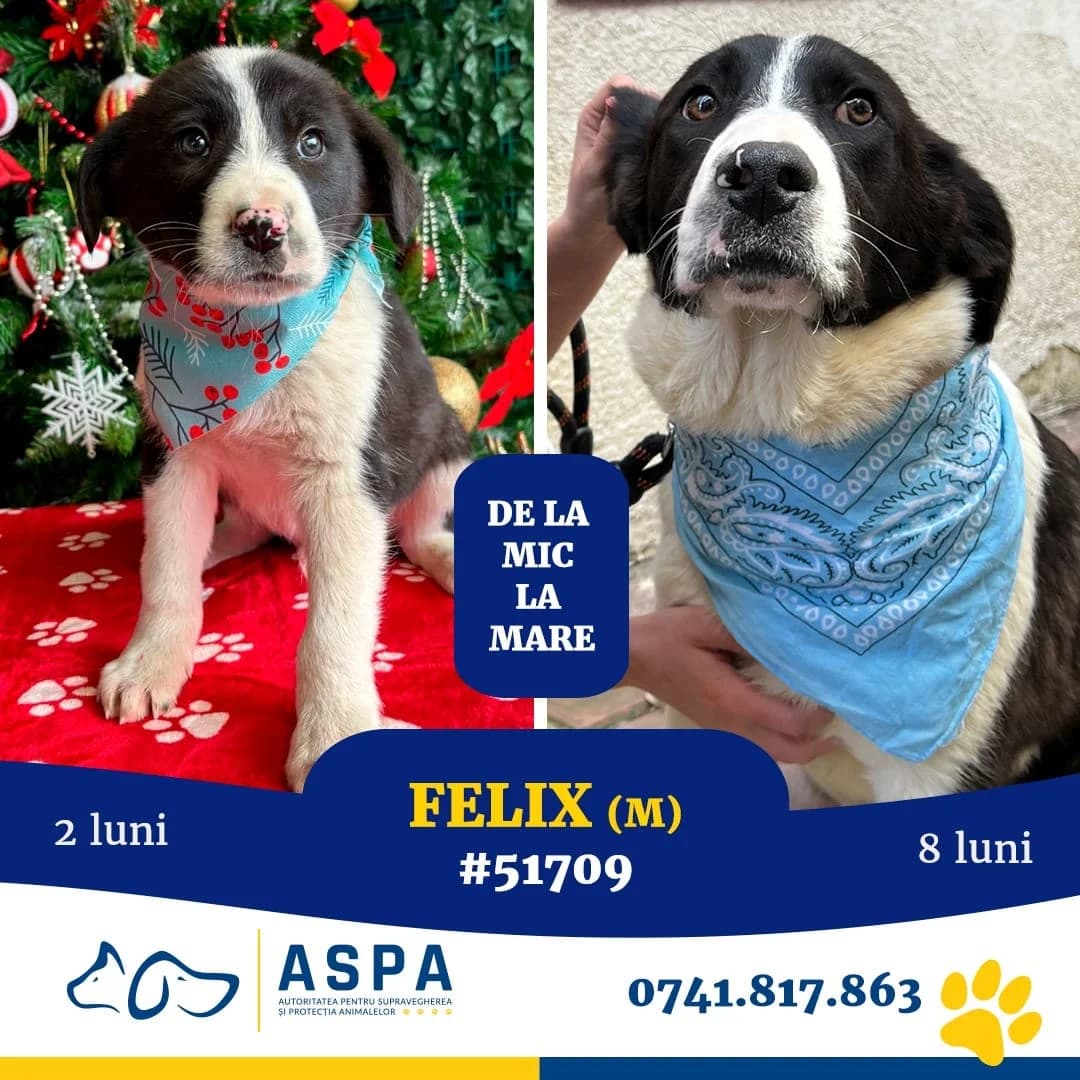 Felix, Alb male young Mixed Breed for adoption at ASPA București — Catalog Câini