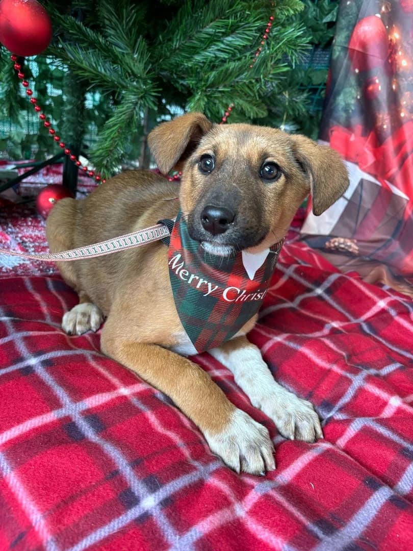 Grace, Roșcat male puppy Mixed Breed for adoption at ASPA București — Catalog Câini