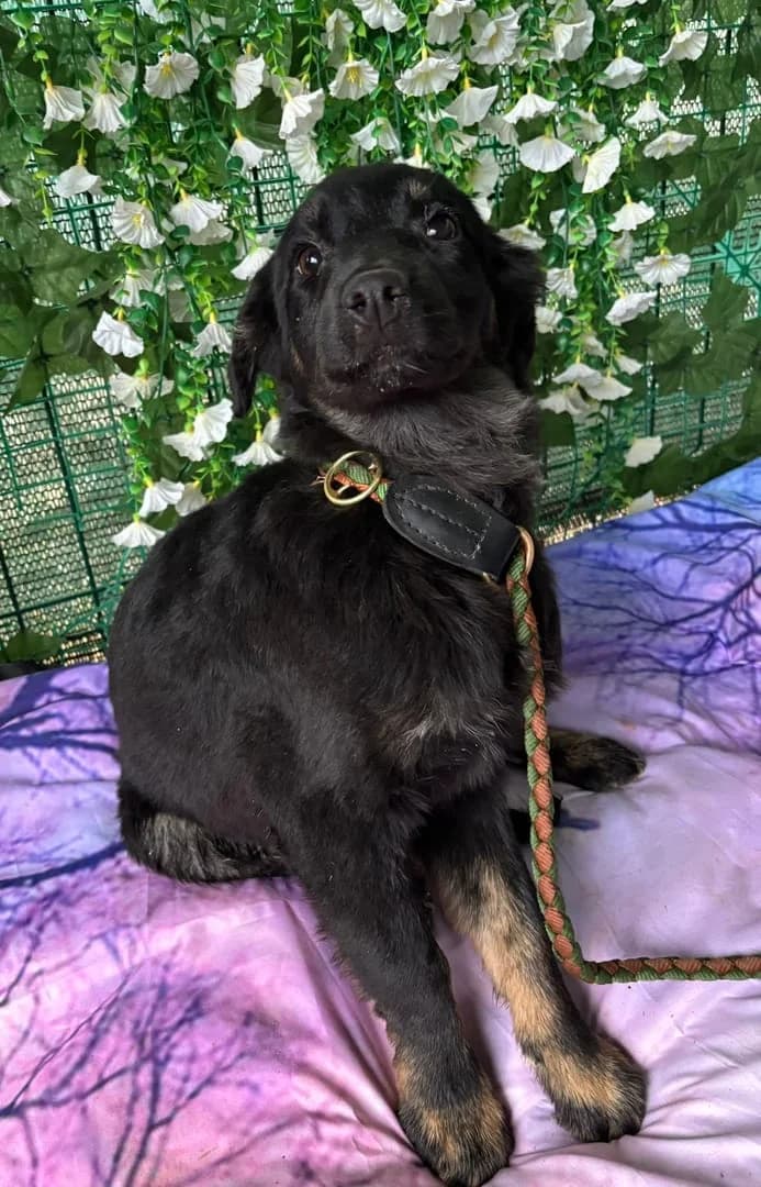 Bella, Negru female puppy Mixed Breed for adoption at ASPA București — Catalog Câini