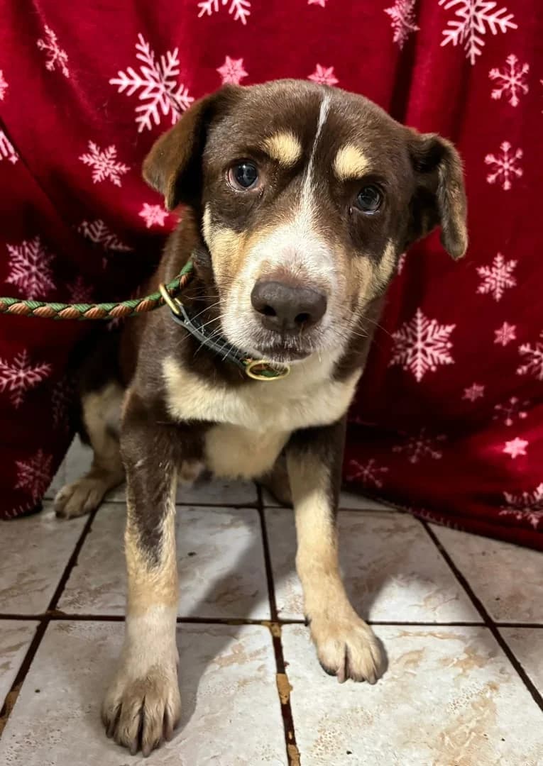 Diesel, Alb male 5yo Mixed Breed for adoption at ASPA București — Catalog Câini