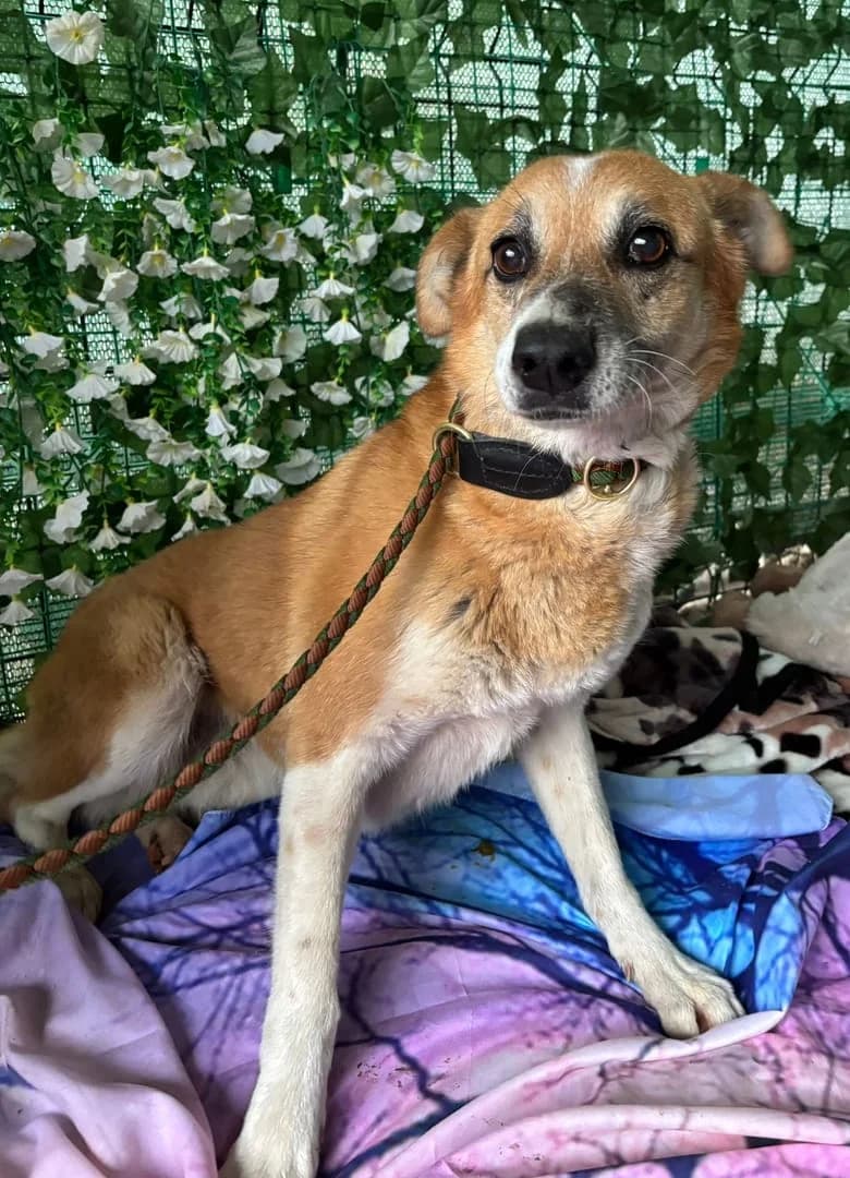 Otis, Roșcat male 5yo Mixed Breed for adoption at ASPA București — Catalog Câini
