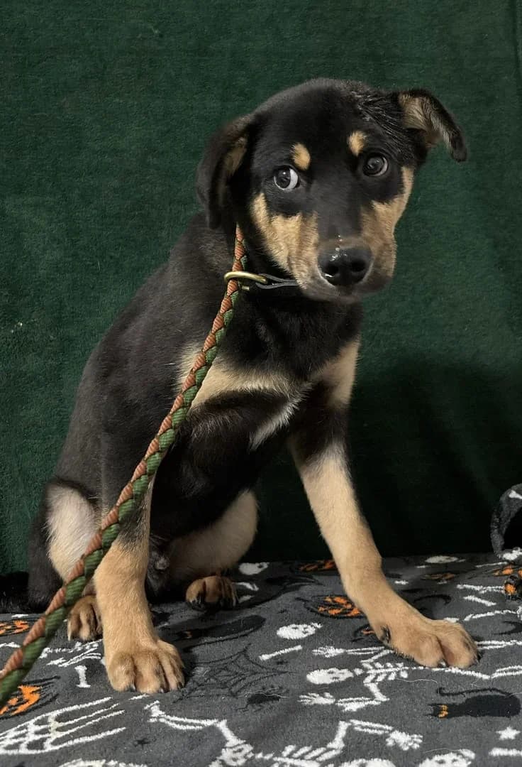 Jack, Negru male puppy Mixed Breed for adoption at ASPA București — Catalog Câini