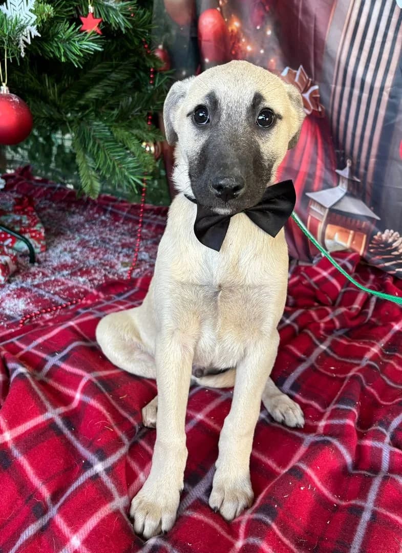 Otis, Bej male puppy Mixed Breed for adoption at ASPA București — Catalog Câini