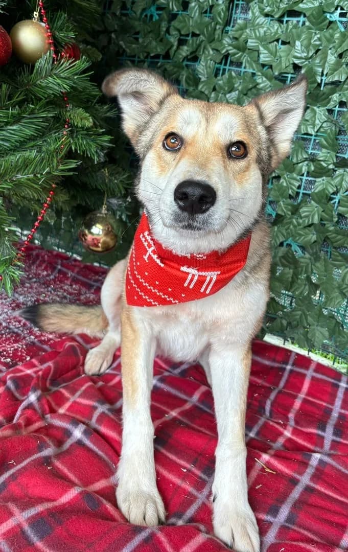 Câine, Alb female 4yo Mixed Breed for adoption at ASPA București — Catalog Câini