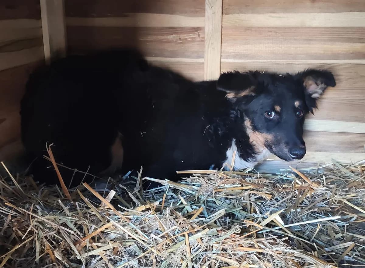 Sophie, Maro female 4yo Mixed Breed for adoption at ASPA București — Catalog Câini
