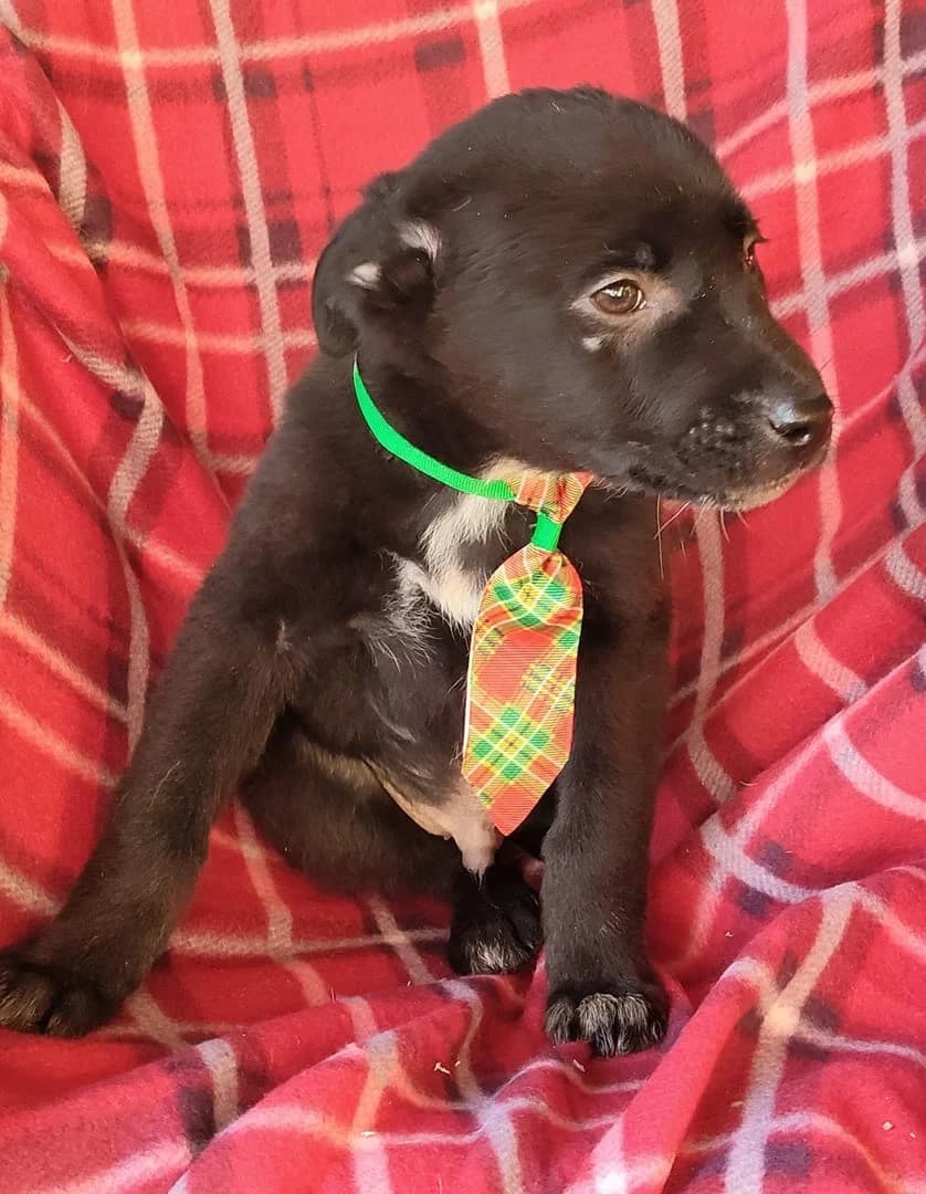 Oliver, Negru male puppy Mixed Breed for adoption at ASPA București — Catalog Câini