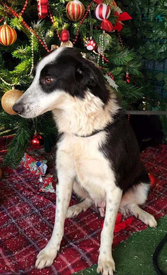 Lola, Negru female 7yo Mixed Breed for adoption at ASPA București — Catalog Câini