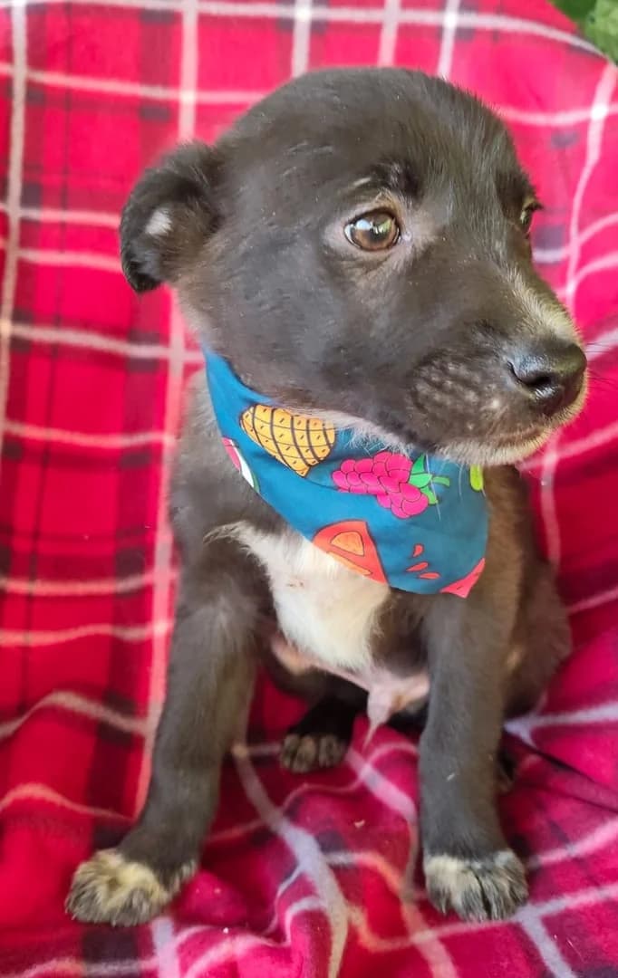 Buddy, Negru male puppy Mixed Breed for adoption at ASPA București — Catalog Câini