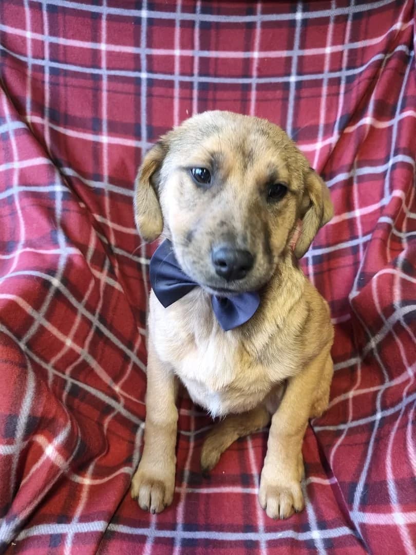 Princess, Maro female puppy Mixed Breed for adoption at ASPA București — Catalog Câini