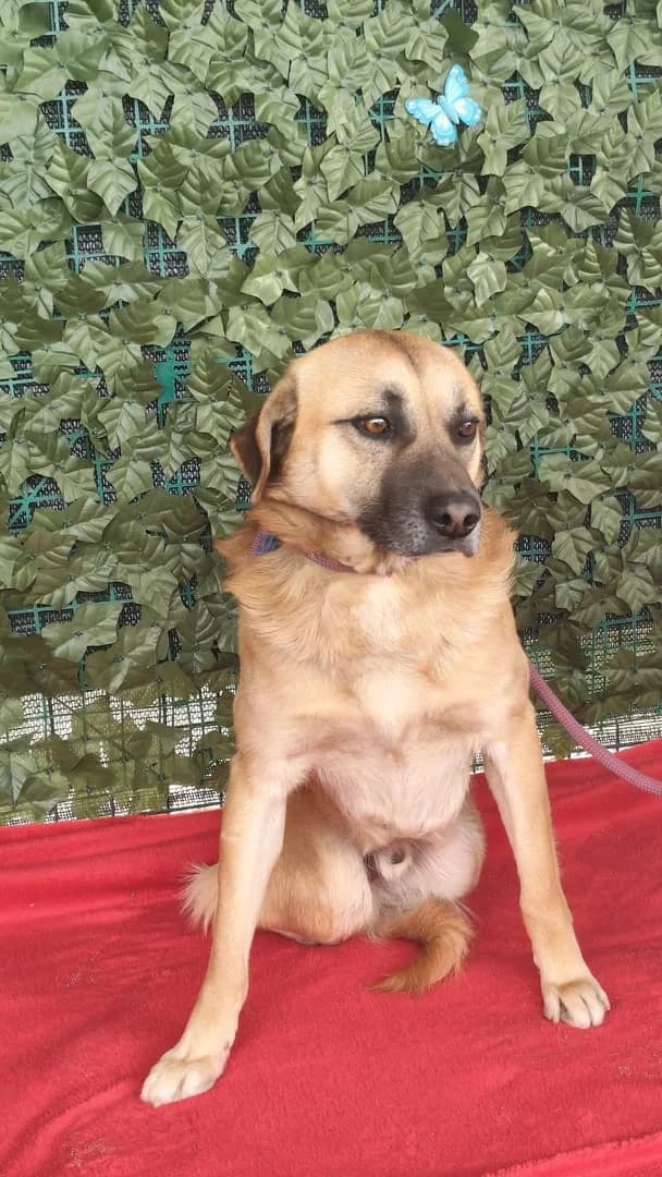 Rebel, Roșcat male young Mixed Breed for adoption at ASPA București — Catalog Câini