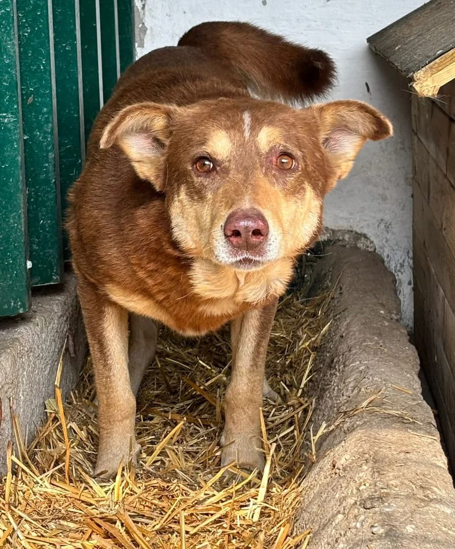 Piper, Roșcat male young Mixed Breed for adoption at ASPA București — Catalog Câini