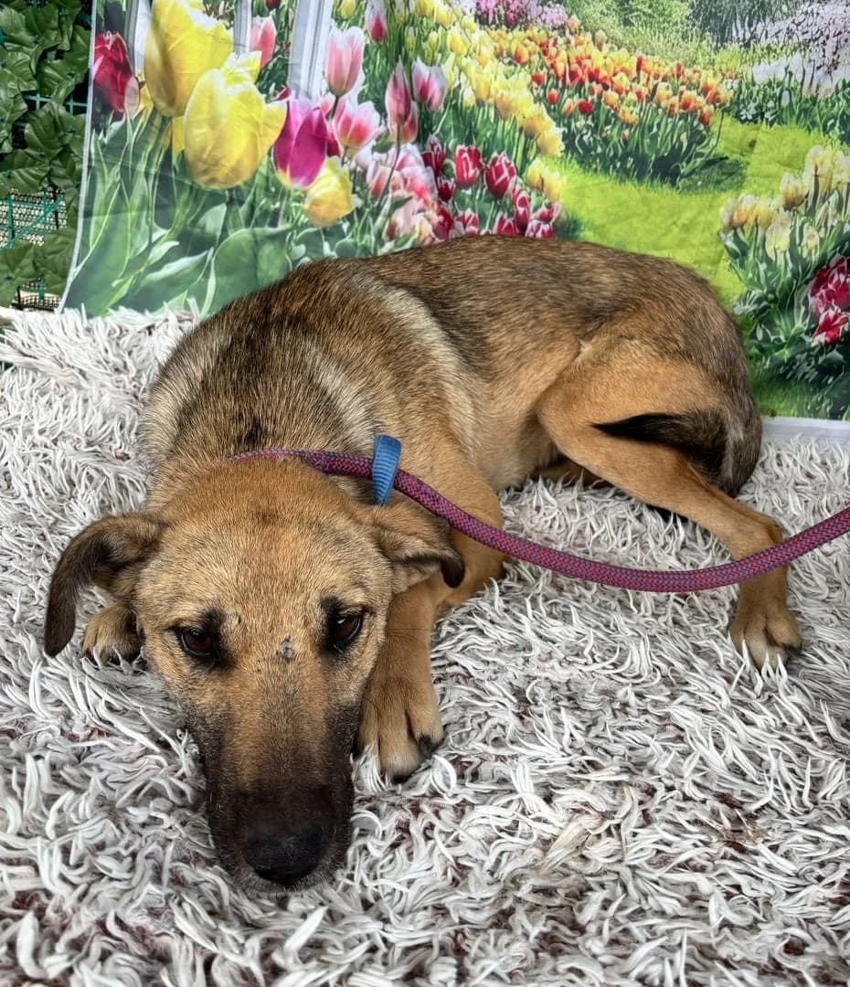 Jade, Bej female young Mixed Breed for adoption at ASPA București — Catalog Câini
