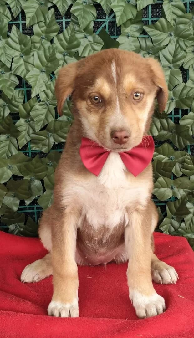 Ellie, Alb female puppy Mixed Breed for adoption at ASPA București — Catalog Câini