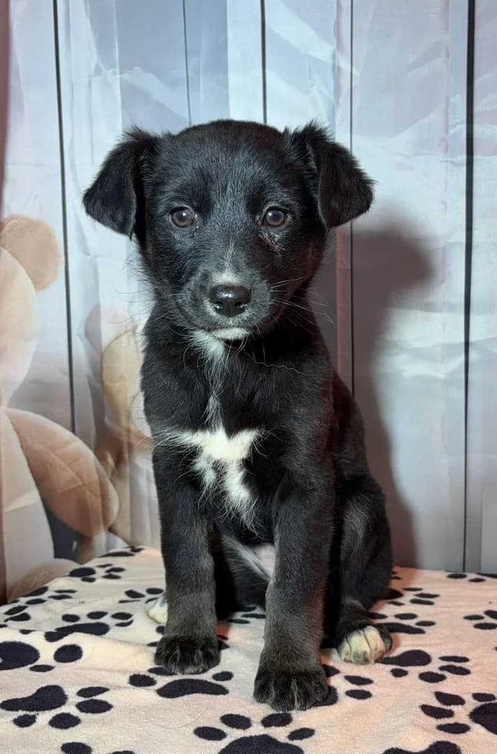 Nora, Negru female puppy Mixed Breed for adoption at ASPA București — Catalog Câini