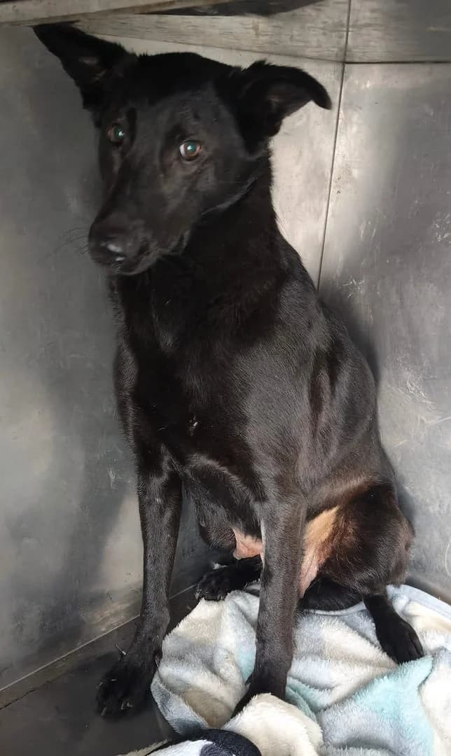 Maggie, Negru female 3yo Mixed Breed for adoption at ASPA București — Catalog Câini