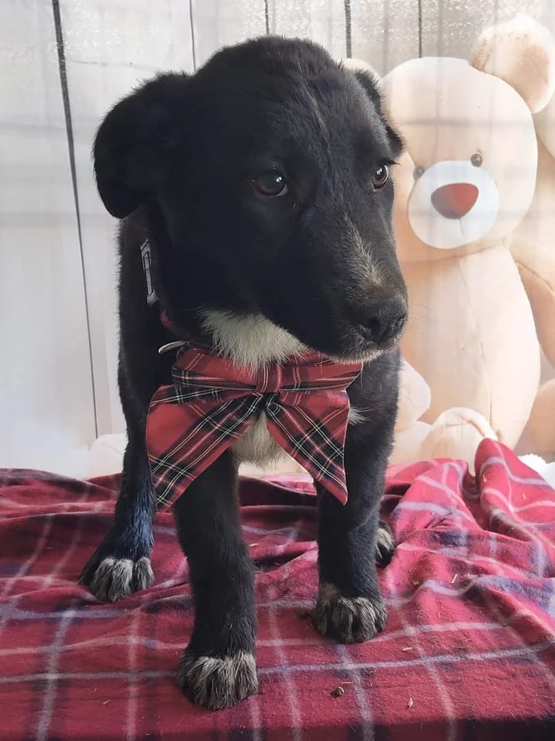 Abby, Negru male puppy Mixed Breed for adoption at ASPA București — Catalog Câini