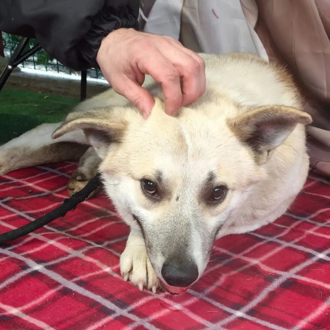 Axel, Alb male 3yo Mixed Breed for adoption at ASPA București — Catalog Câini