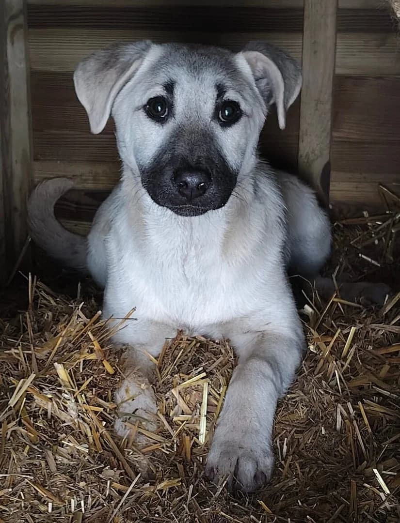 Nala, Alb female puppy Mixed Breed for adoption at ASPA București — Catalog Câini
