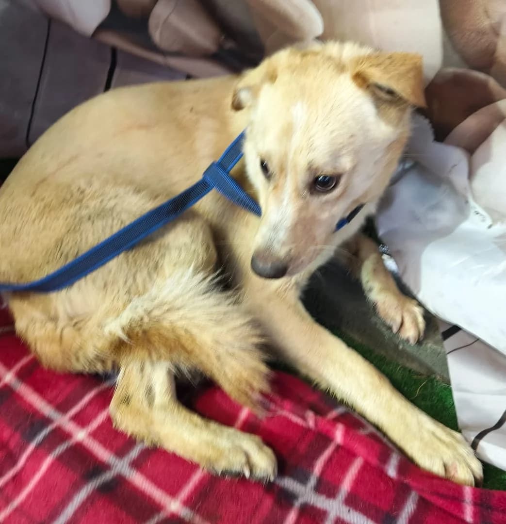 Lilly, Bej female senior Mixed Breed for adoption at ASPA București — Catalog Câini