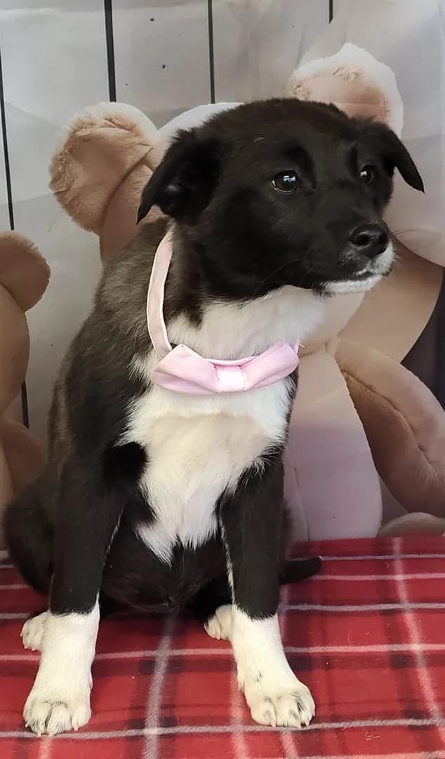 Nova, Negru female puppy Mixed Breed for adoption at ASPA București — Catalog Câini