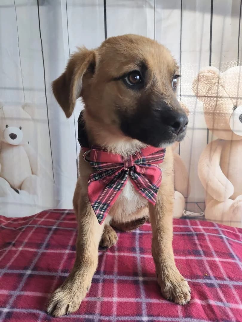 Rosie, Bej female puppy Mixed Breed for adoption at ASPA București — Catalog Câini