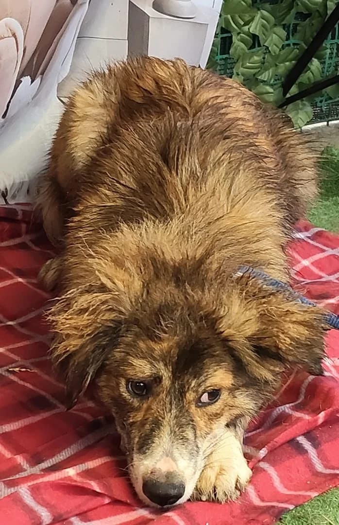 Zoe, Maro female 3yo Mixed Breed for adoption at ASPA București — Catalog Câini