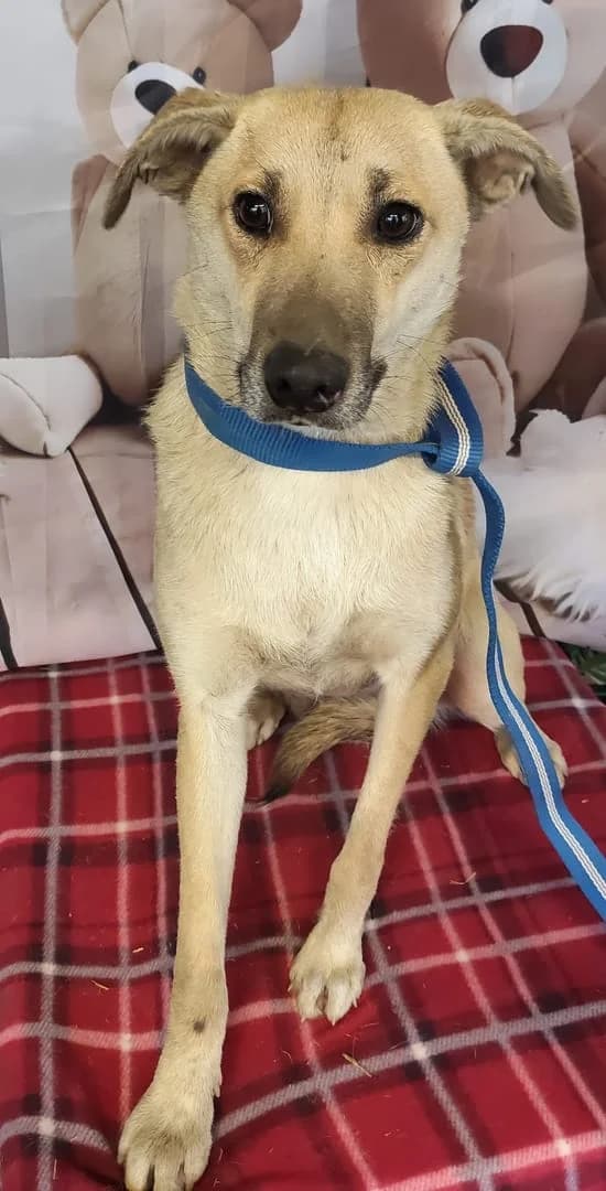 Vera, Bej female senior Mixed Breed for adoption at ASPA București — Catalog Câini