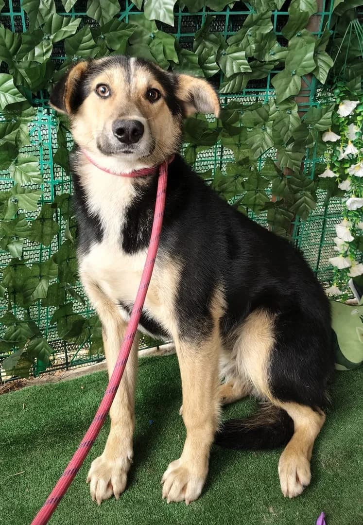 Toby, Negru male puppy Mixed Breed for adoption at ASPA București — Catalog Câini