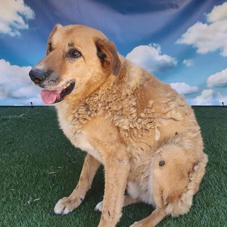 Câine, Roșcat male 3yo Mixed Breed for adoption at ASPA București — Catalog Câini