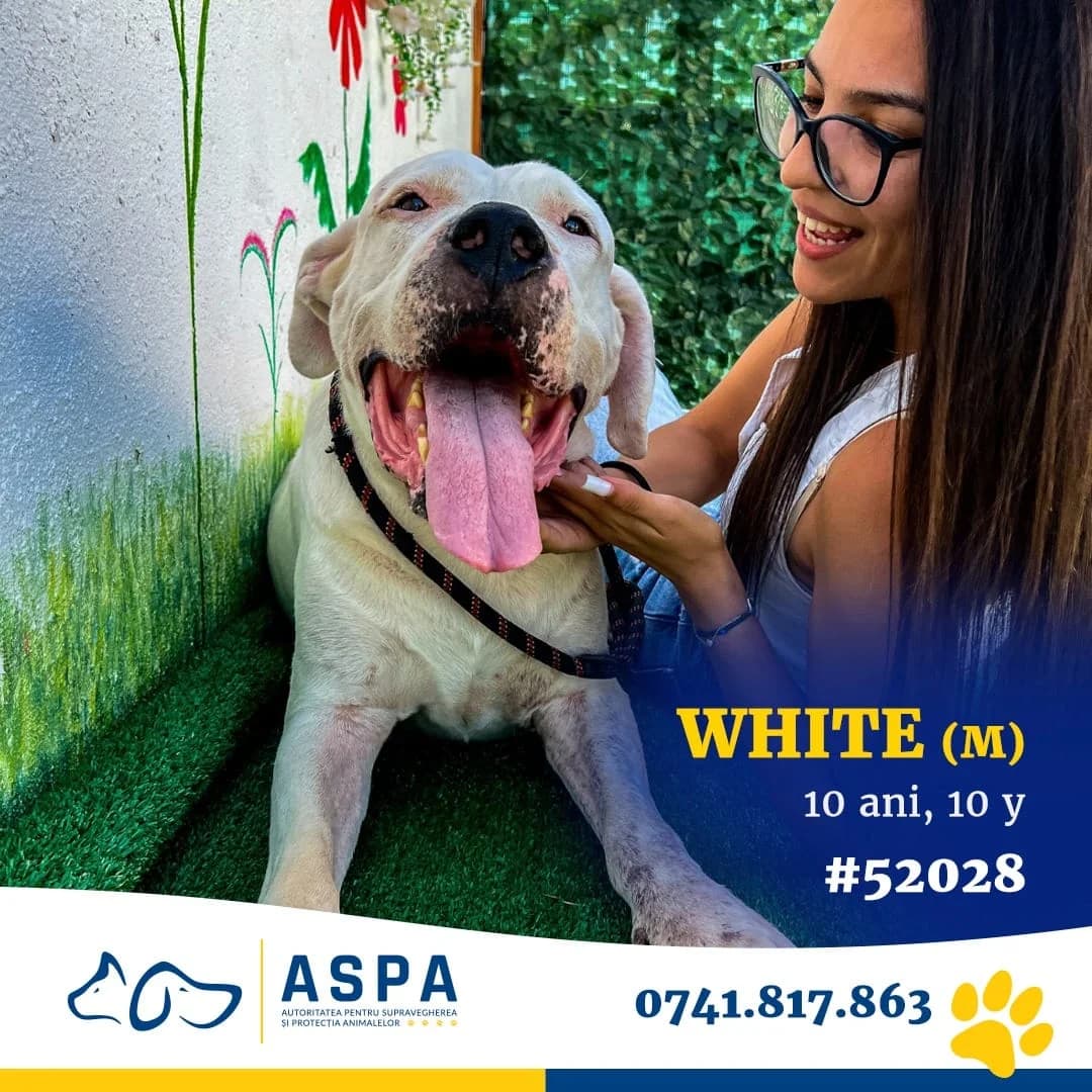 White, Alb male 5yo Mixed Breed for adoption at ASPA București — Catalog Câini
