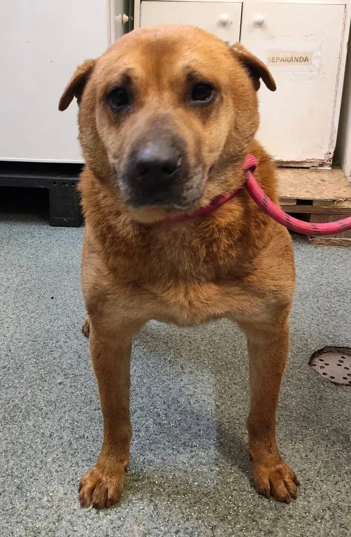 BONI, Maro female 7yo Mixed Breed for adoption at ASPA București — Catalog Câini