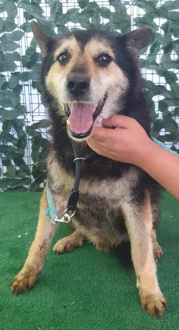 Blacky, Bej male senior Mixed Breed for adoption at ASPA București — Catalog Câini