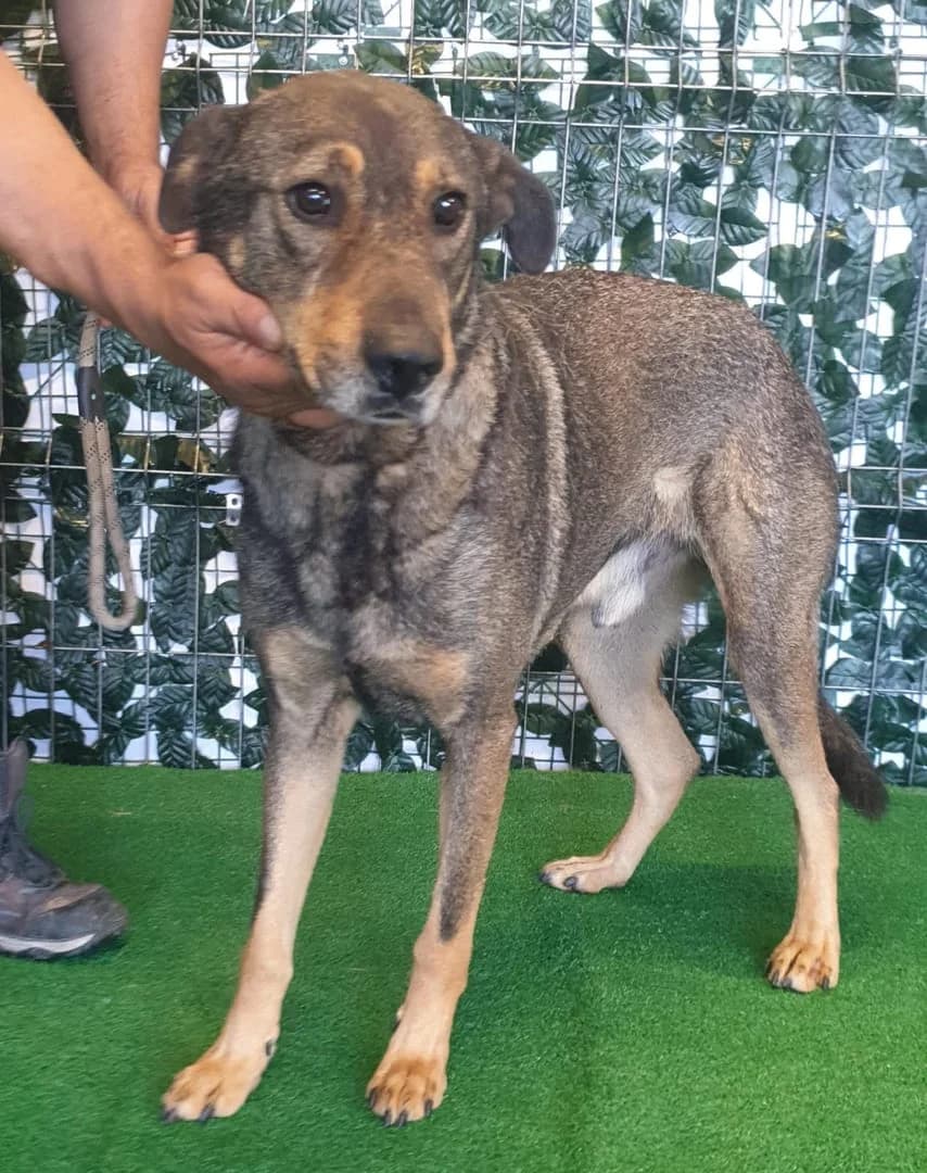 Piper, Bej male 6yo Mixed Breed for adoption at ASPA București — Catalog Câini