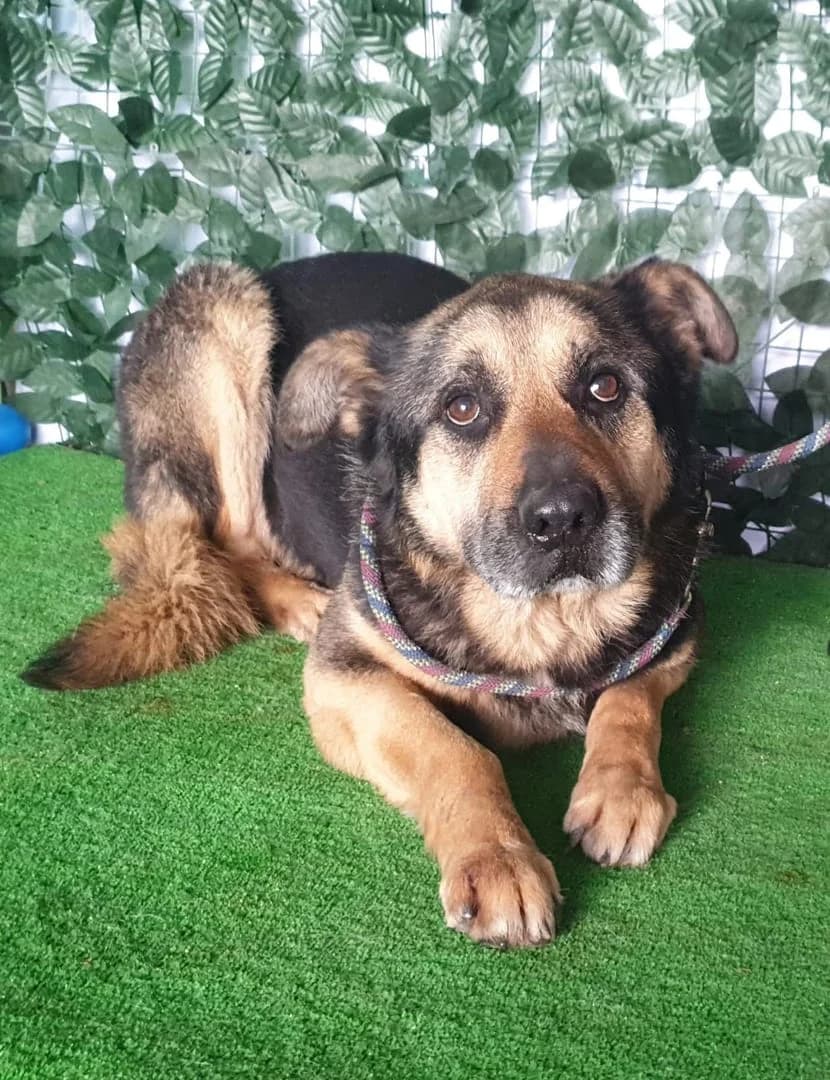 BRUNO, Negru male 7yo Mixed Breed for adoption at ASPA București — Catalog Câini